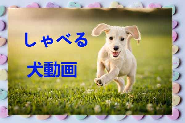 しゃべる犬の動画–自分でしゃべる犬の動画を作る方法