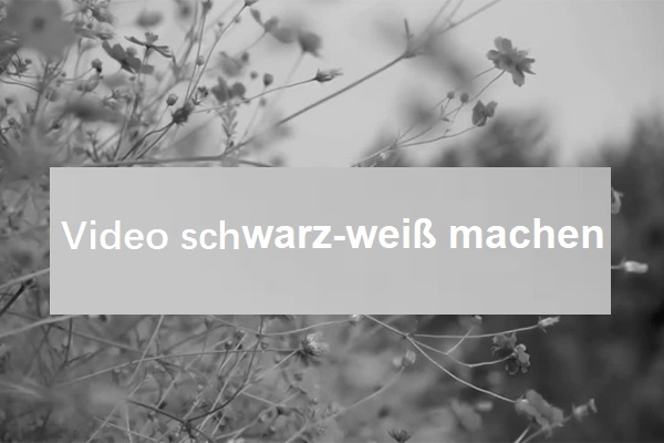 Wie man ein Video schwarz-weiß macht - 6 Methoden für Sie